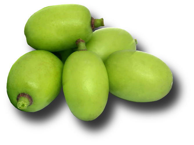 Frutto del neem